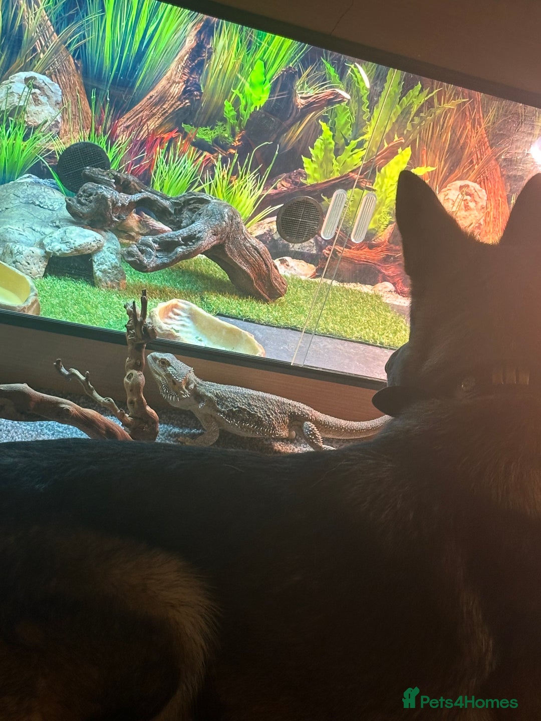 Bearded Dragon reptiles for sale: Female bearded dragon  - Advert 5