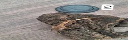 Gecko reptiles for sale: Crested geckos - Advert 3