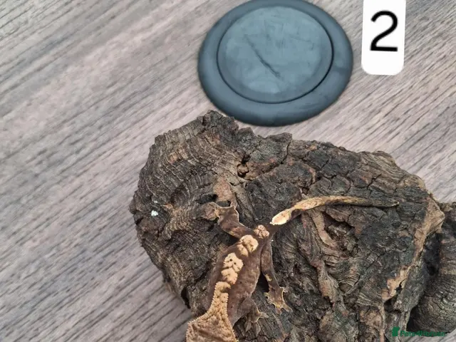 Gecko reptiles for sale: Crested geckos - Advert 2