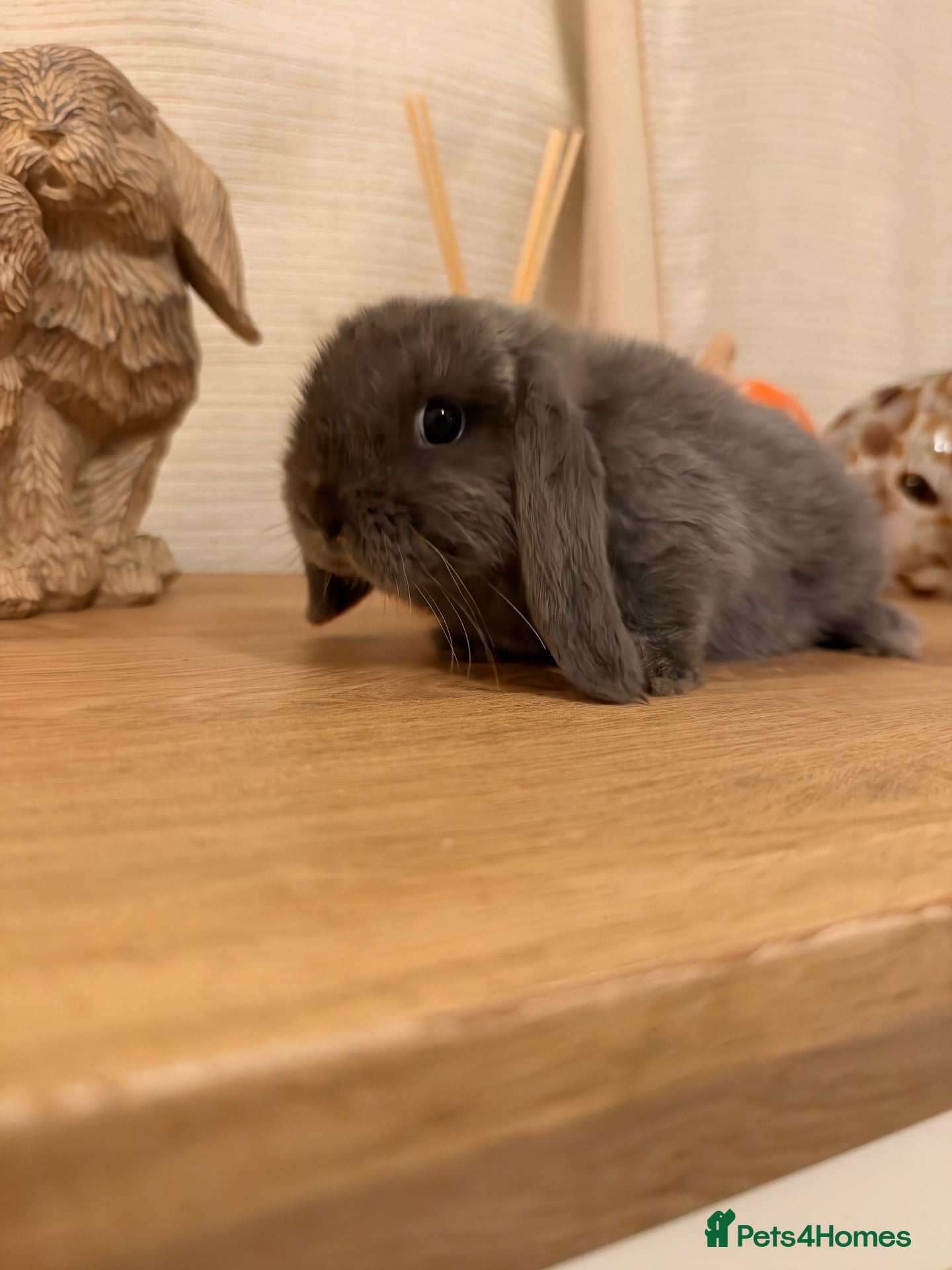 Mini Lop rabbits Gorgeous little mini lop baby bunny rabbits  - Advert 1