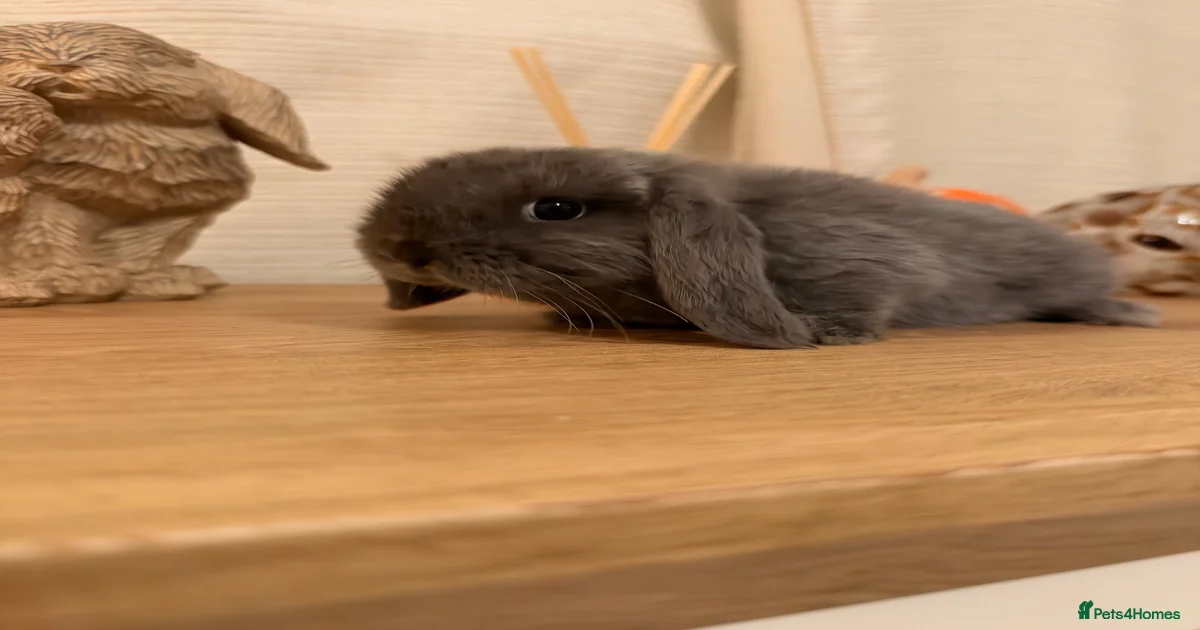 Rabbits for Sale for sale in Merseyside | Pets4Homes