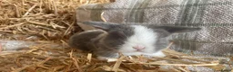 Mini Lop rabbits for sale: Mini lops ready to reserve  - Advert 5