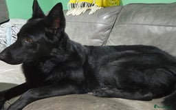 German Shepherd dogs for sale: German shepherd pups 3 boys 1 girl - Advert 2