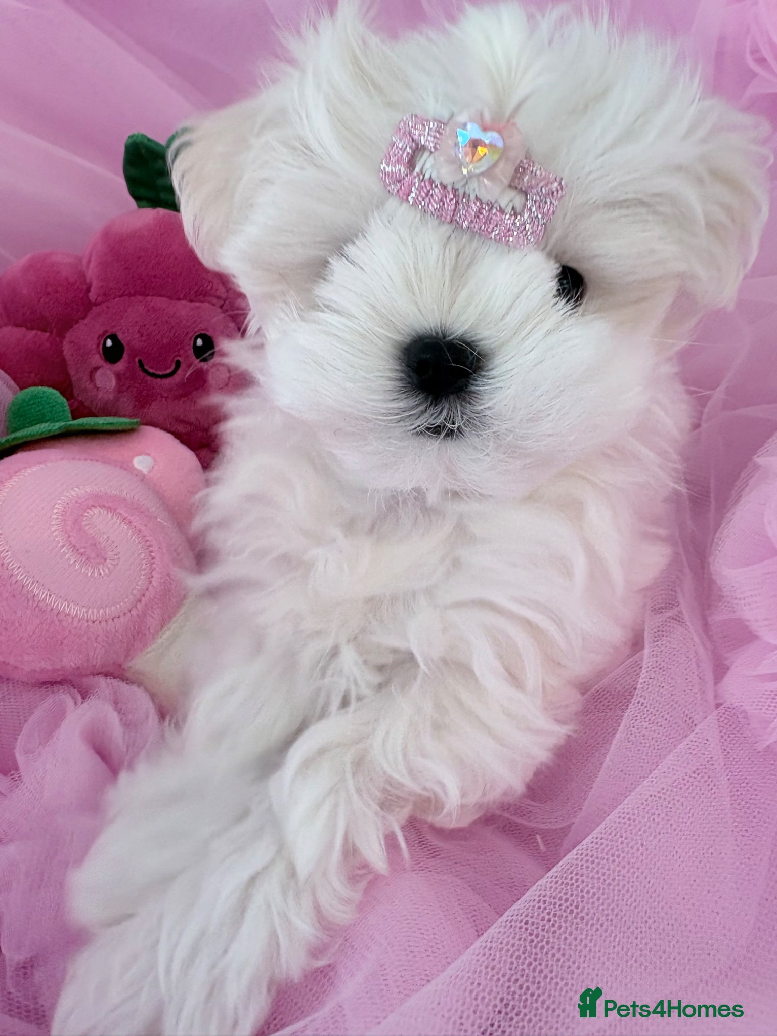 Maltese dogs 💗Gorgeous Korean baby girl 💗 - Advert 14