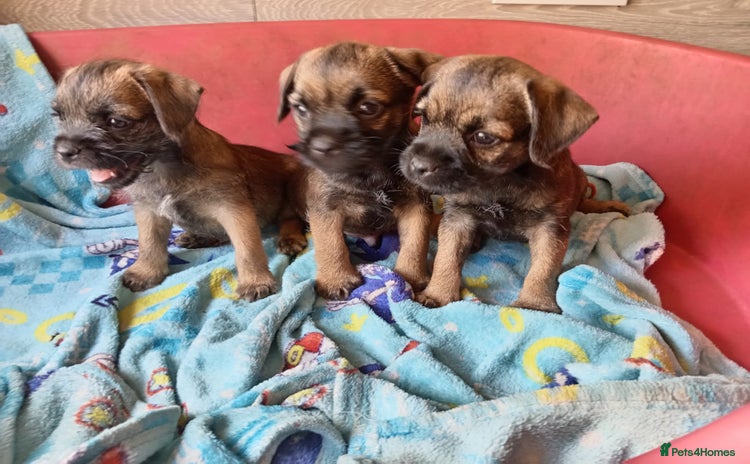 Border Terrier dogs - Advert 3