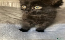 Mixed Breed cats for sale: Semi long hair and ginger kittens - Image 7