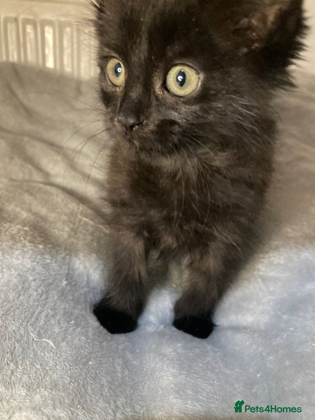Mixed Breed cats for sale: Semi long hair and ginger kittens - Image 7