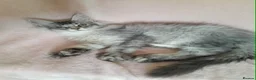 Maine Coon cats for sale: black smoke/polydactyl maine coonTICA kittens - Advert 5