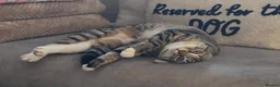 Mixed Breed cats for sale: Gorgeous 10 month old female tabby in Leeds - Advert 5