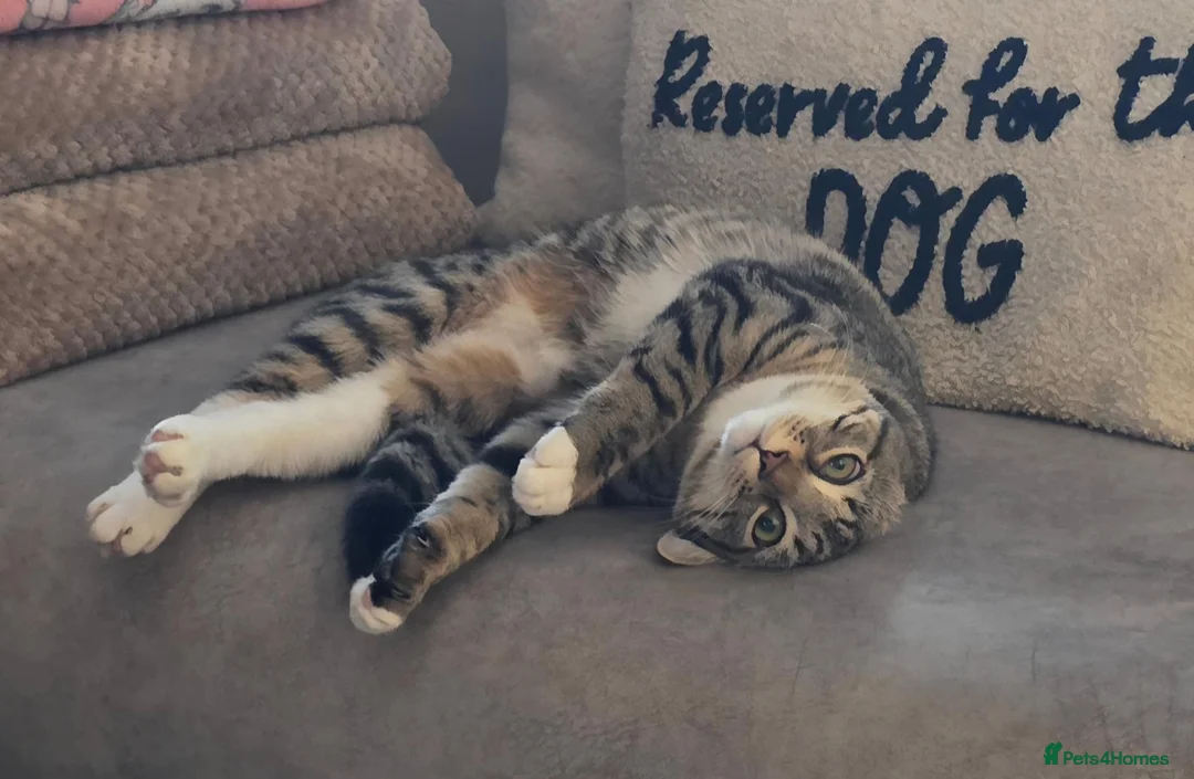 Mixed Breed cats for sale: Gorgeous 10 month old female tabby in Leeds - Advert 5