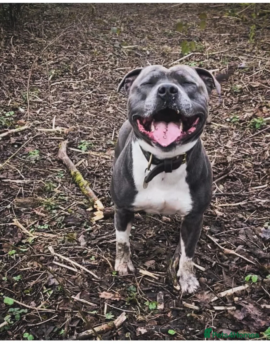 Staffordshire Bull Terrier dogs for stud: Geministaffs Socks KC stud in Halifax - Advert 2