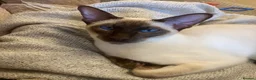 Siamese cats for sale: Beautiful Siamese kitten - Advert 4
