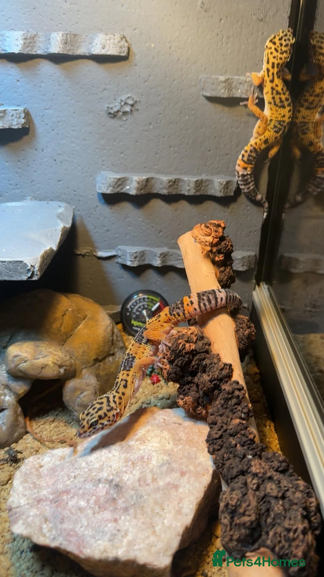 Leopard Gecko reptiles for sale: Leopard ghecko - Advert 3