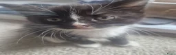 Mixed Breed cats for sale: Kittens looking for forever home - Advert 2