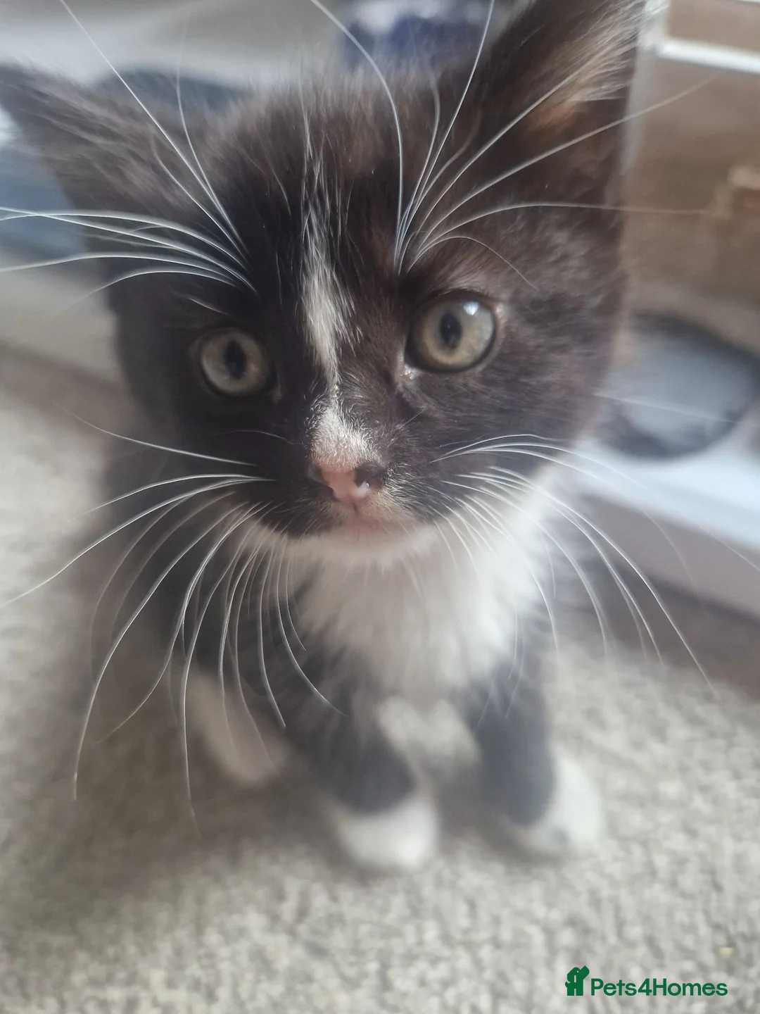 Mixed Breed cats for sale: Kittens looking for forever home - Advert 2