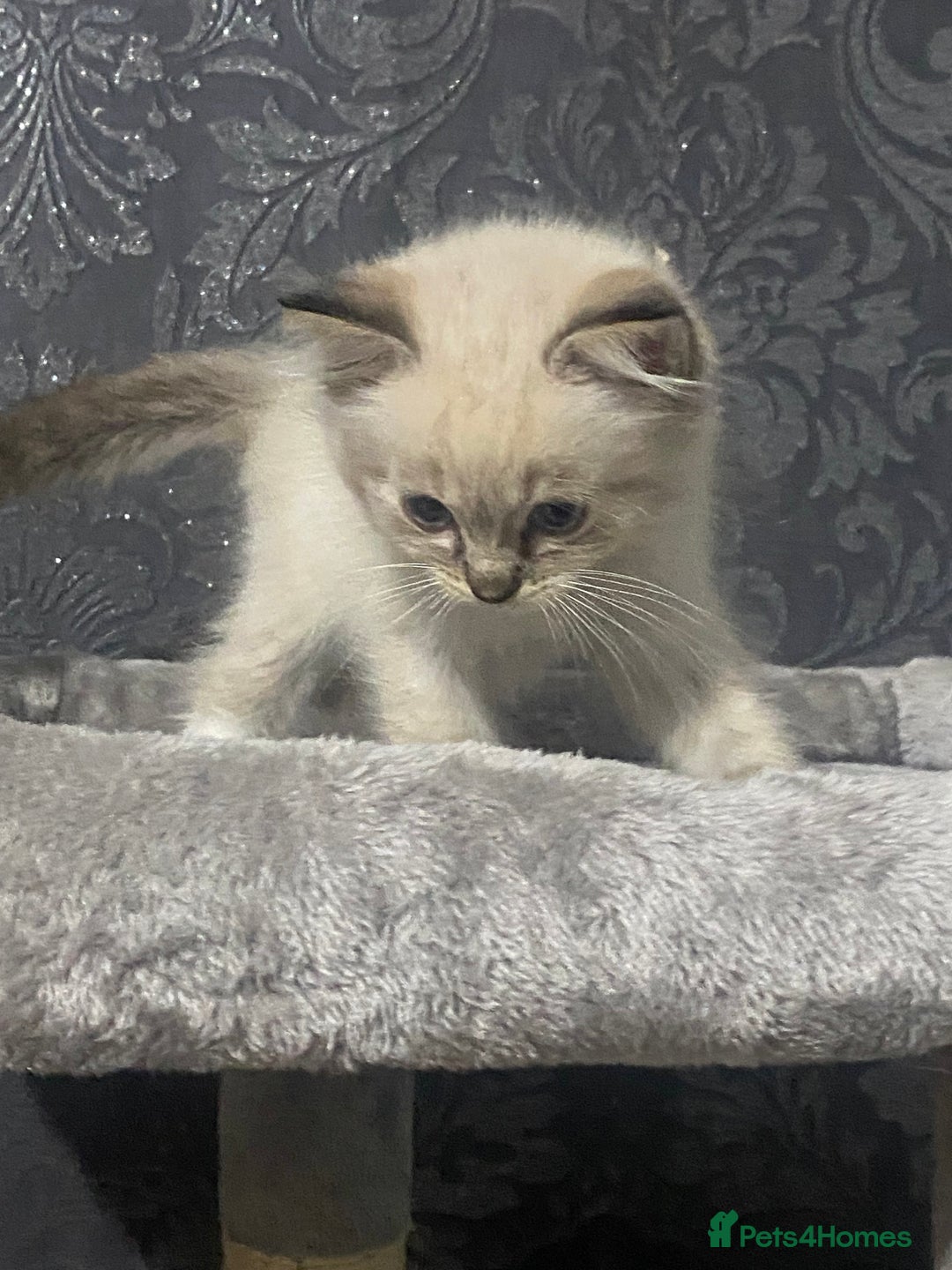 Ragdoll cats for sale: Kittens for sale  - Image 4