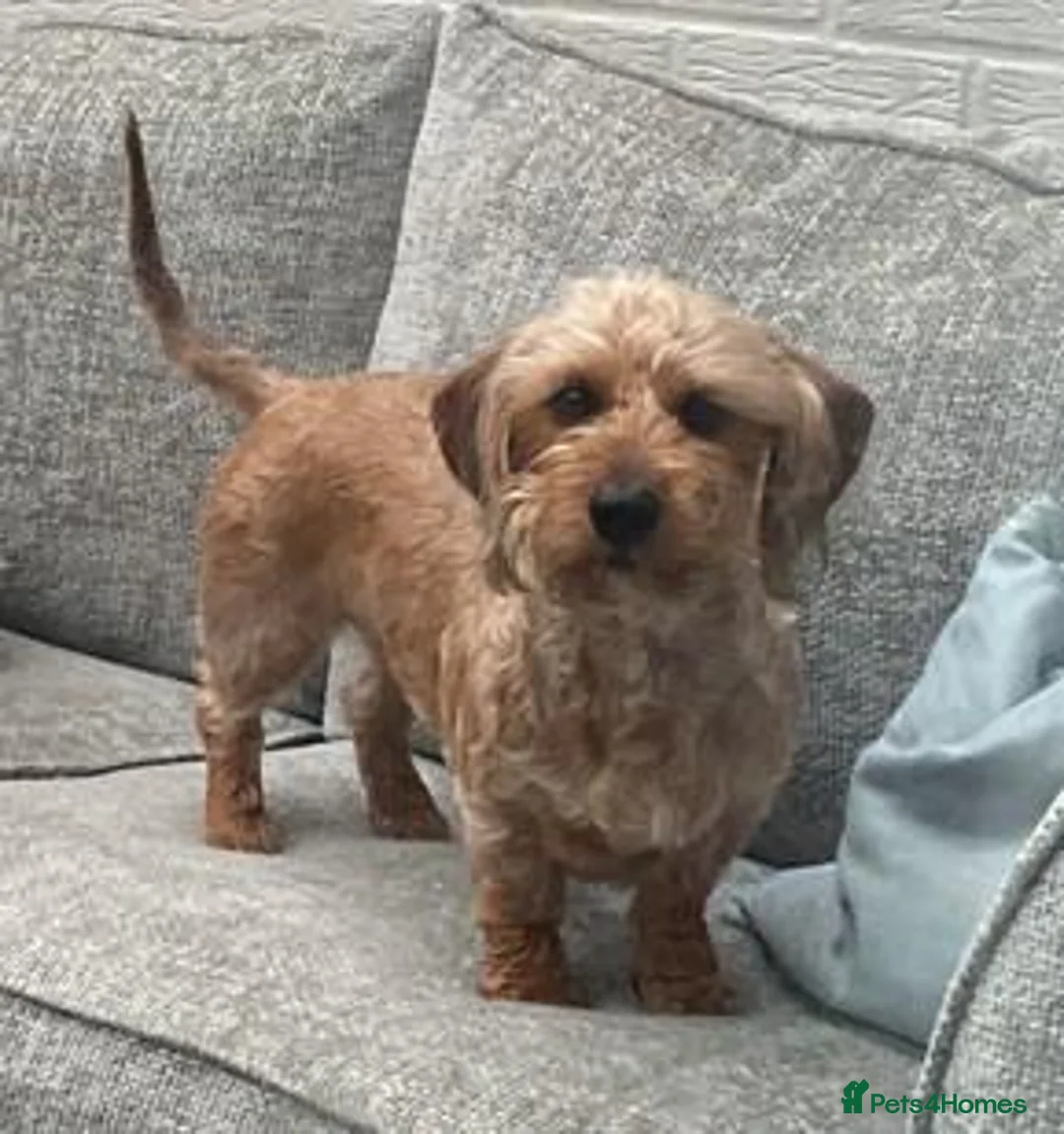 Mixed Breed dogs for sale: Lovely West Highland Doxie Puppies  in Epsom - Advert 10