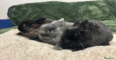Netherland Dwarf rabbits Netherland dwarf brothers ready to go  - Advert 6