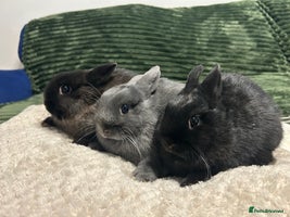 Netherland Dwarf rabbits Netherland dwarf brothers ready to go - Advert 1