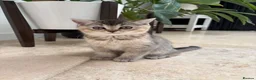 British Shorthair cats for sale: 4 british shorthair kittens in Ruislip - Advert 18
