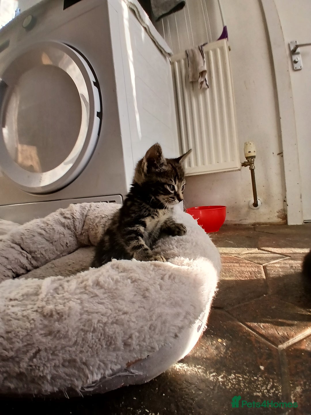 Mixed Breed cats for sale: 6 Kittens looking for new forever homes - Advert 18