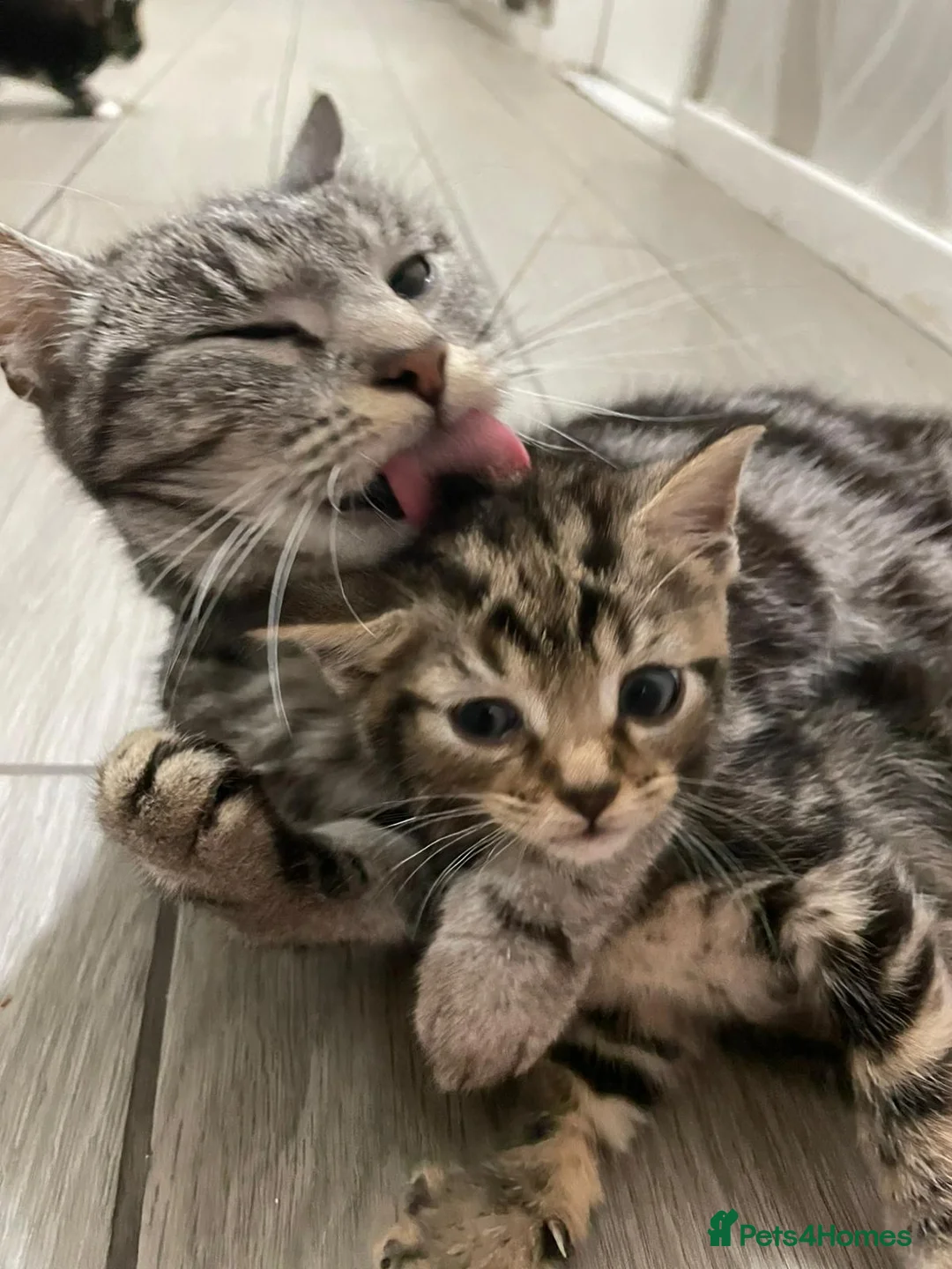 American Shorthair cats for sale: Beautiful Kittens Looking For Forever Home - Advert 1