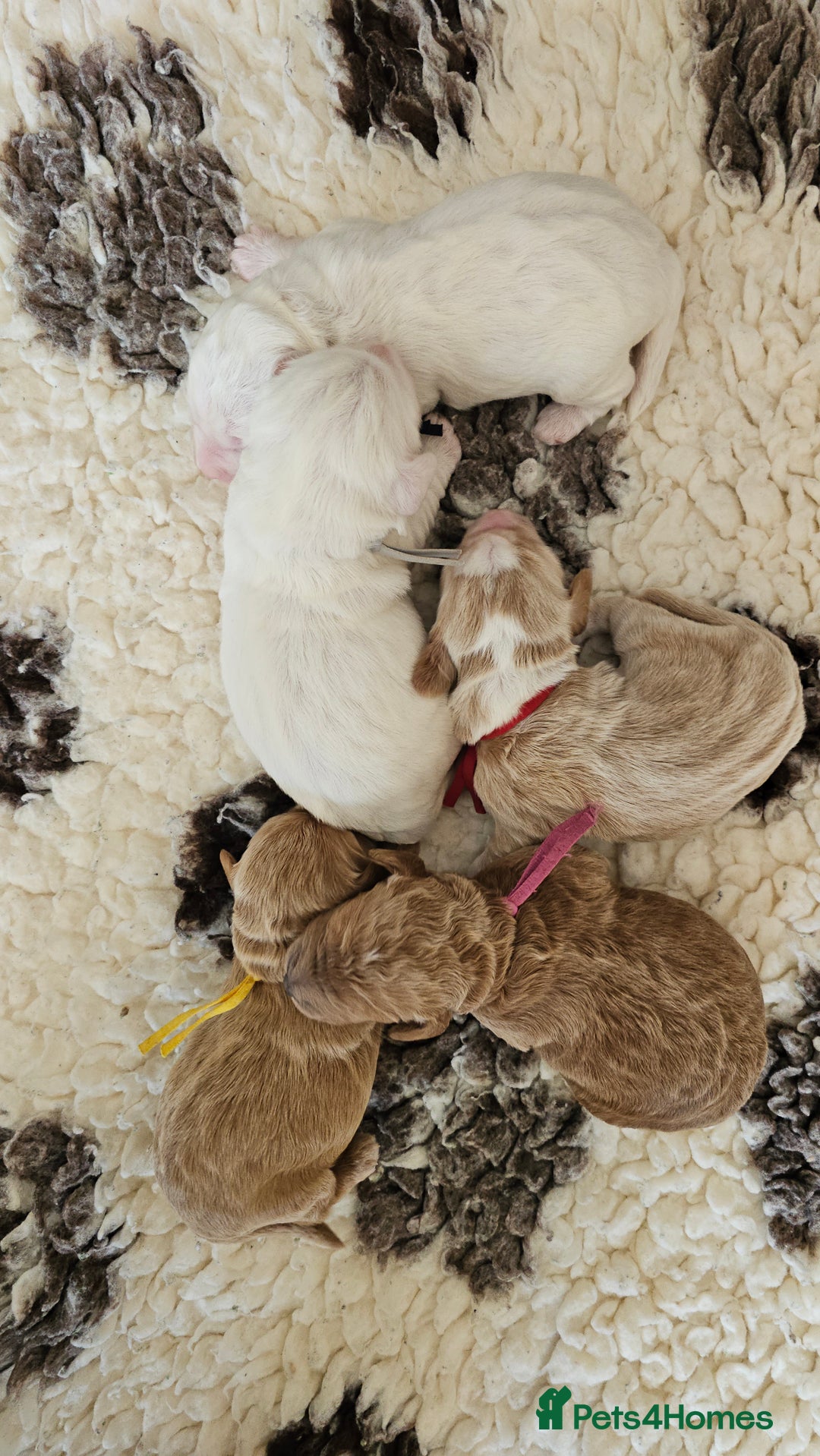Australian Labradoodle dogs for sale: STUNNING FULLY HEALTH TESTED PUPPIES 🌟🐾 - Image 34