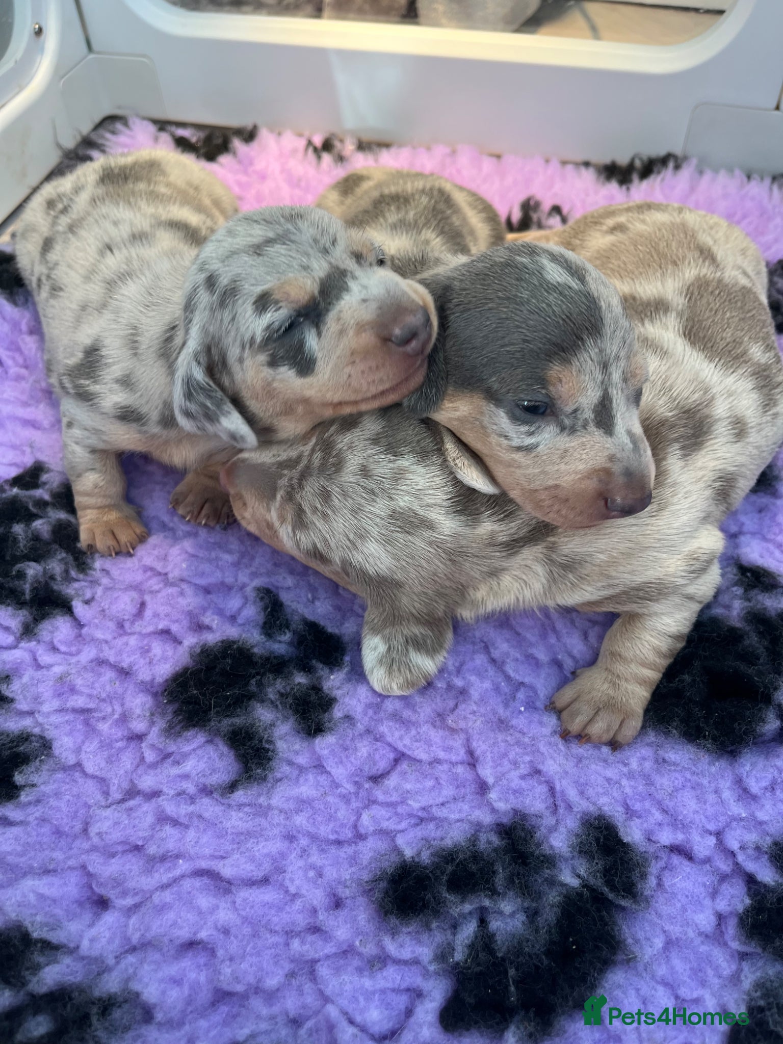 Miniature Dachshund dogs Miniature Dachshund puppies  - Advert 18