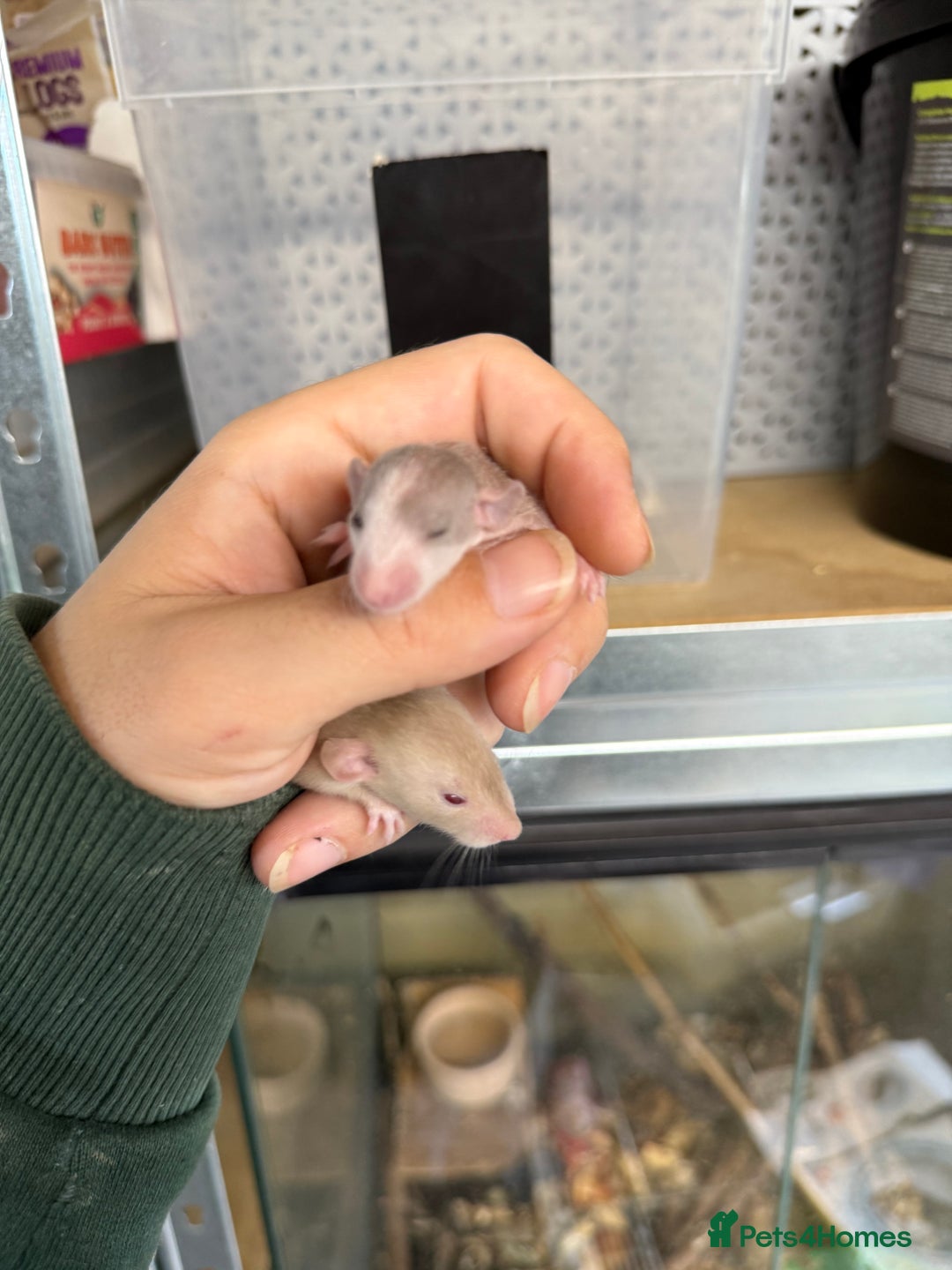 Rat rodents for sale: Dwarf Rats  - Image 12