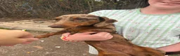 Dachshund dogs for sale: REHOME!! Dachshund 16 months old - Advert 2