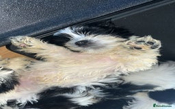 Shih Tzu dogs for sale: Shih Tzu Puppies - Image 31