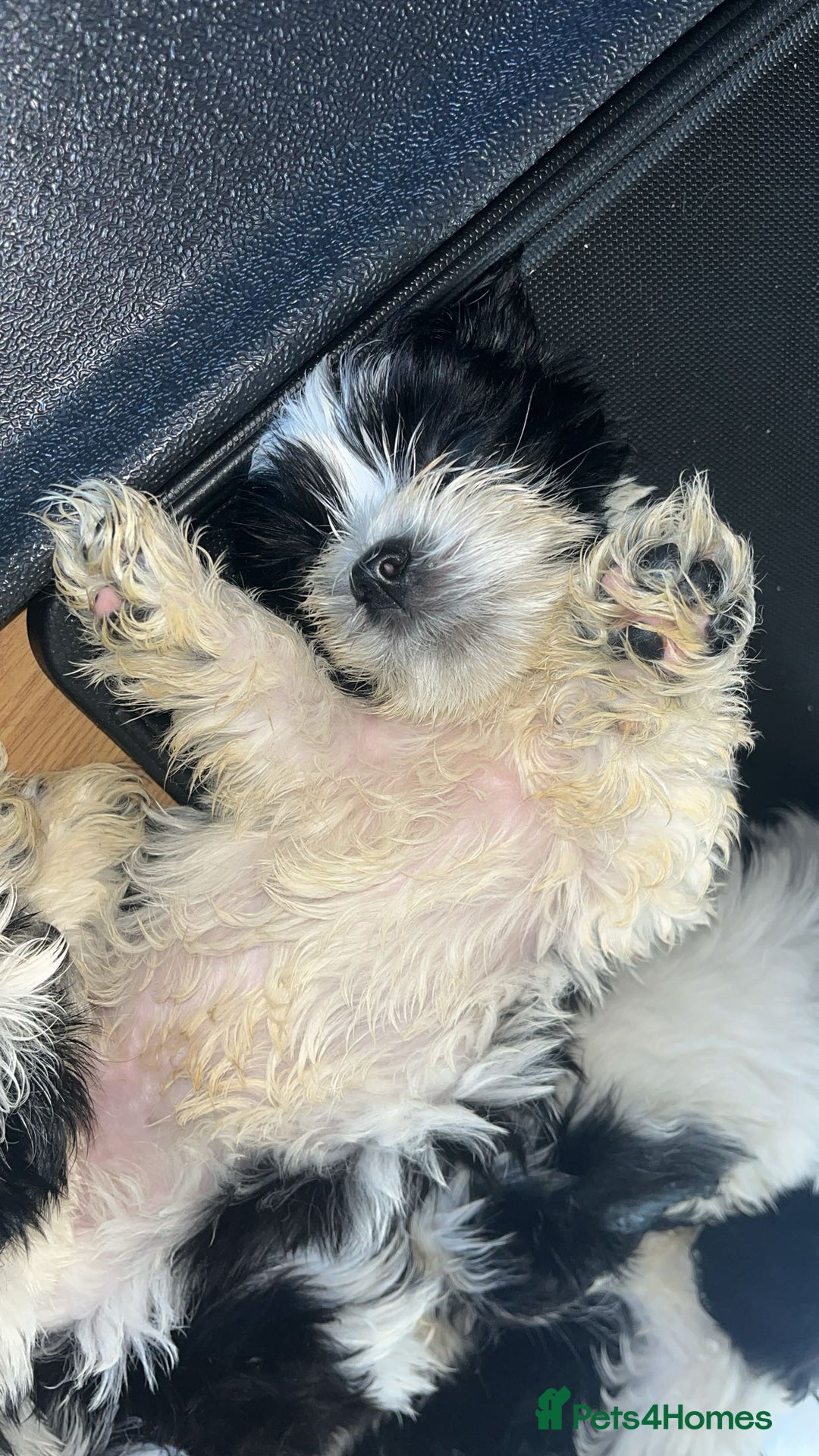 Shih Tzu dogs for sale: Shih Tzu Puppies - Image 31