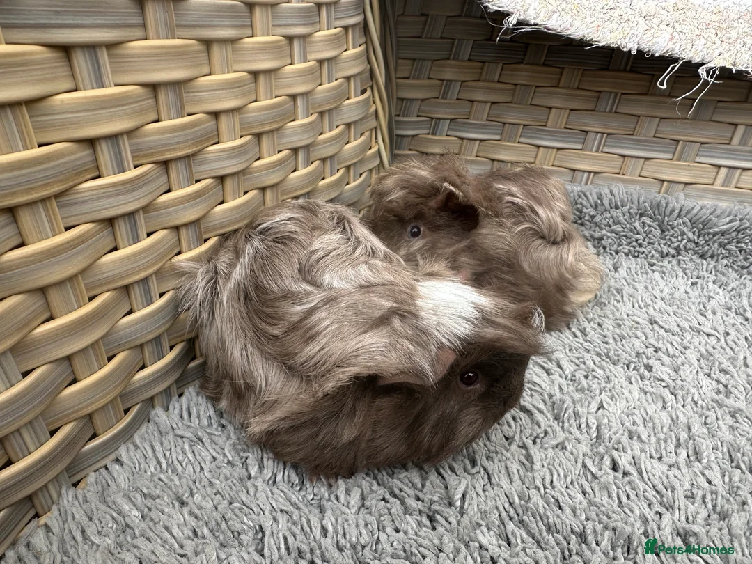Guinea Pig rodents for sale: 2 long haired baby Peruvian boy guinea pigs. - Advert 10