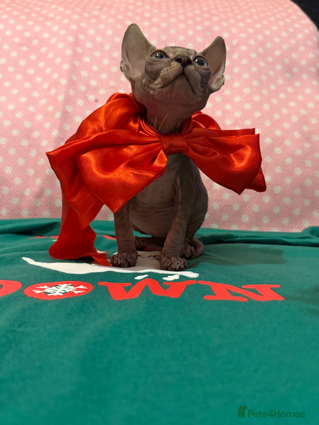 Sphynx cats for sale:  ** ✨ Exquisite Sphynx Kittens  **  - Advert 12