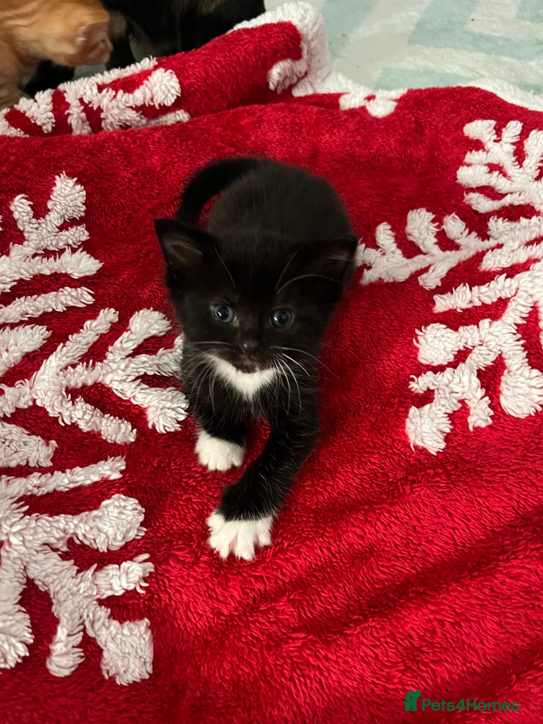 Mixed Breed cats for sale: 5 Beautiful Half-Ragdoll kittens ❤️ - Advert 13