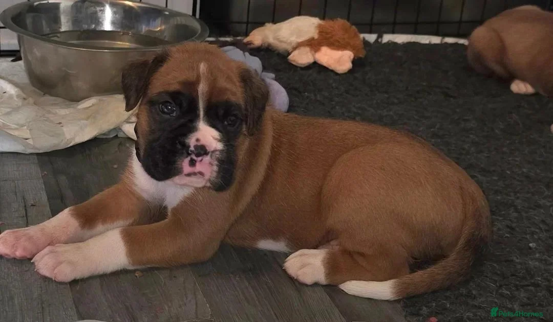 Boxer dogs for sale: Outstanding Boxer Puppies 1 Boy & 3 Girls  in Crawley - Advert 1