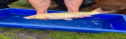 Koi Carp fish for sale: Pond closure - Advert 29