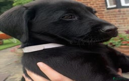 Labrador Retriever dogs for sale: Labrador puppies  - Advert 6