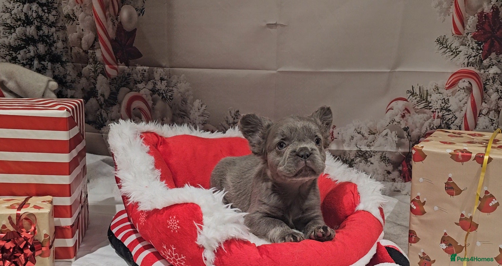 French Bulldog dogs Welcome to the Full Fluffy Crew. NO PAYMENT PLANS! - Advert 16
