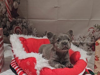 French Bulldog dogs Welcome to the Full Fluffy Crew. NO PAYMENT PLANS! - Advert 1