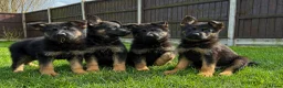 German Shepherd dogs for sale: Outstanding KC German Shepherd puppies - Advert 1