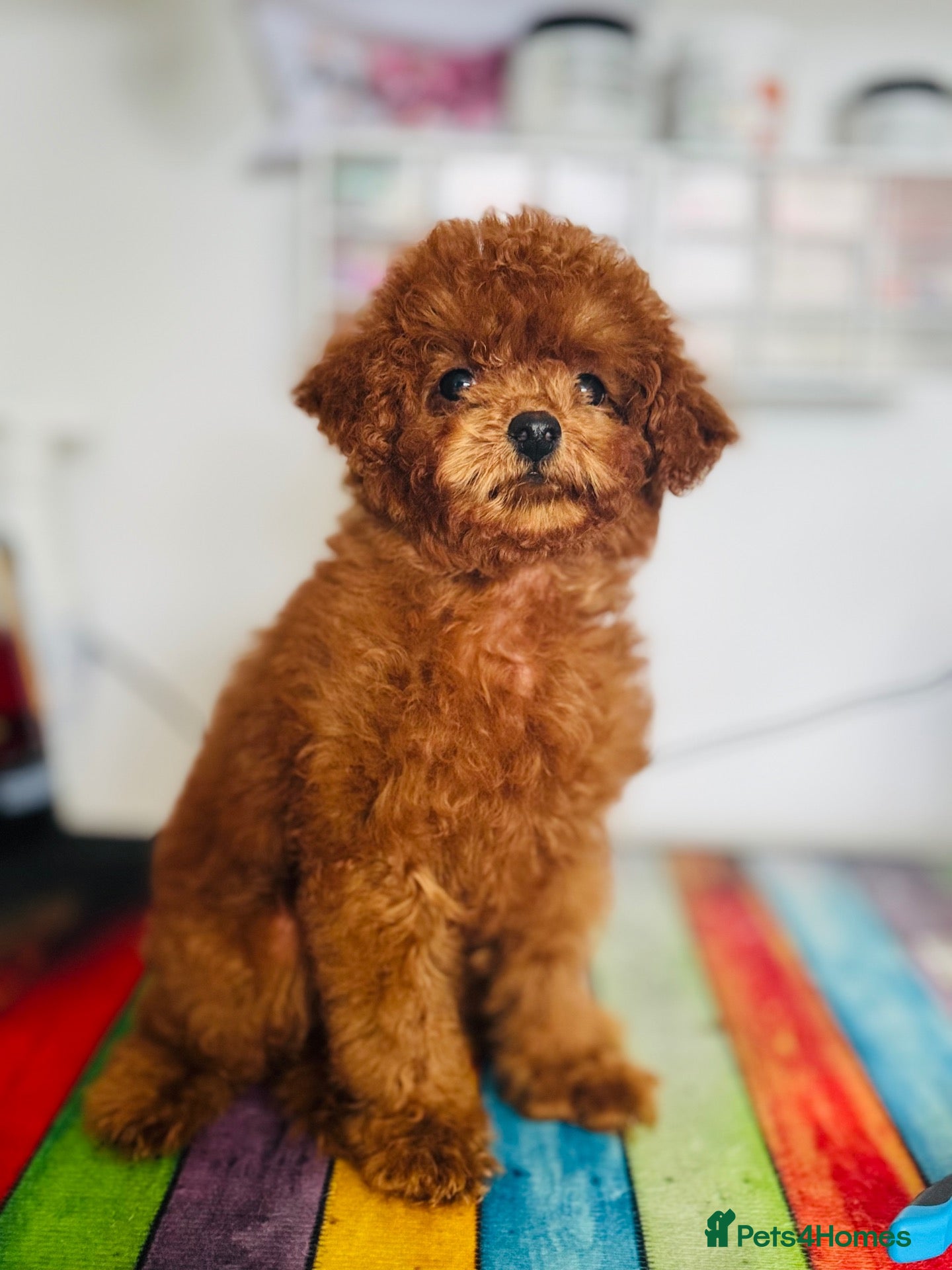 Toy Poodle dogs 🧸Asian Poodle Girl Health Tested Parents🧸 - Advert 1