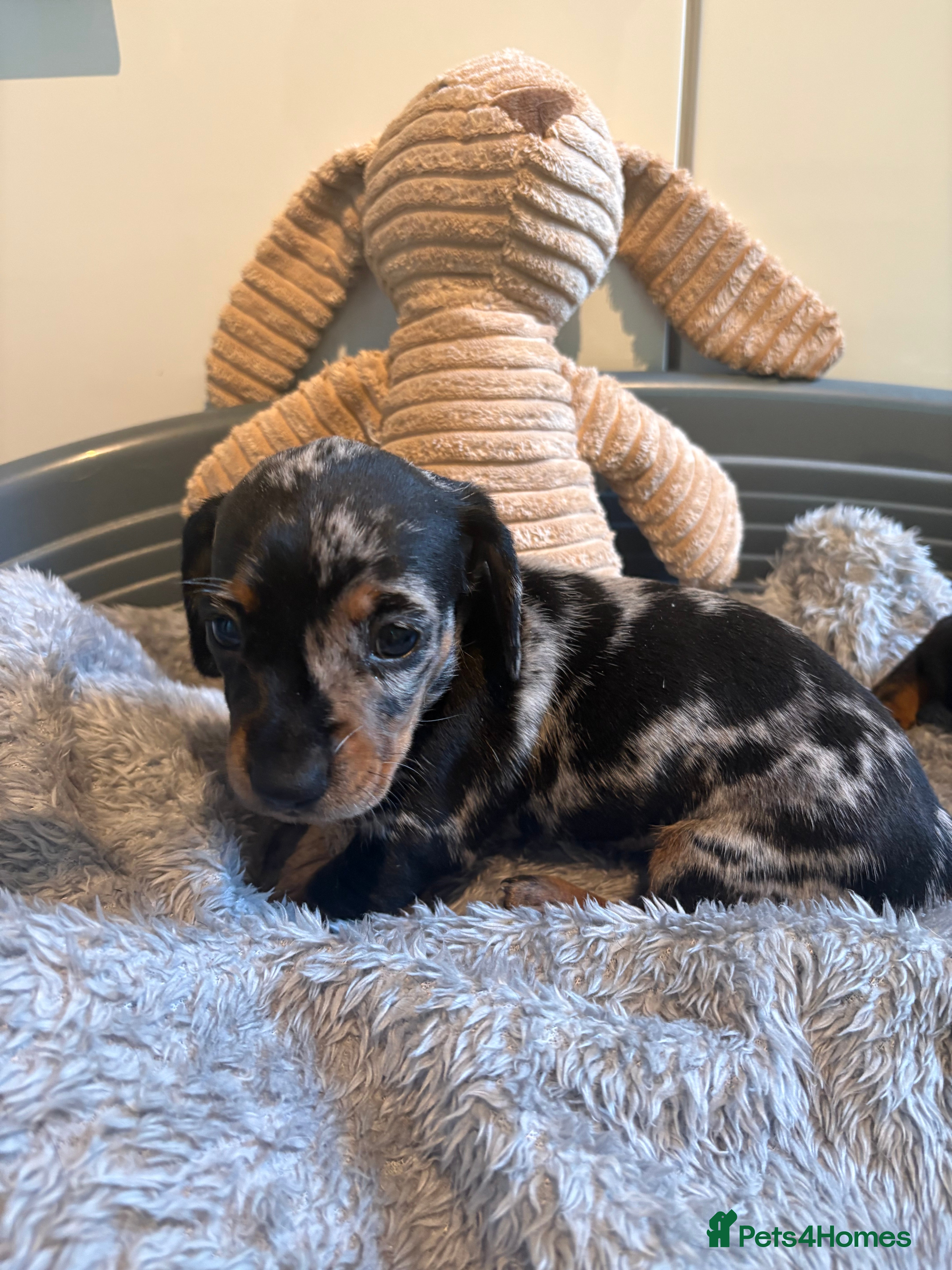 Miniature Dachshund dogs Miniature dachshund puppies -2 stunning girls left - Advert 2