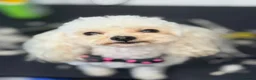 Toy Poodle dogs for stud: Asian Toy Poodle for Stud - Advert 2