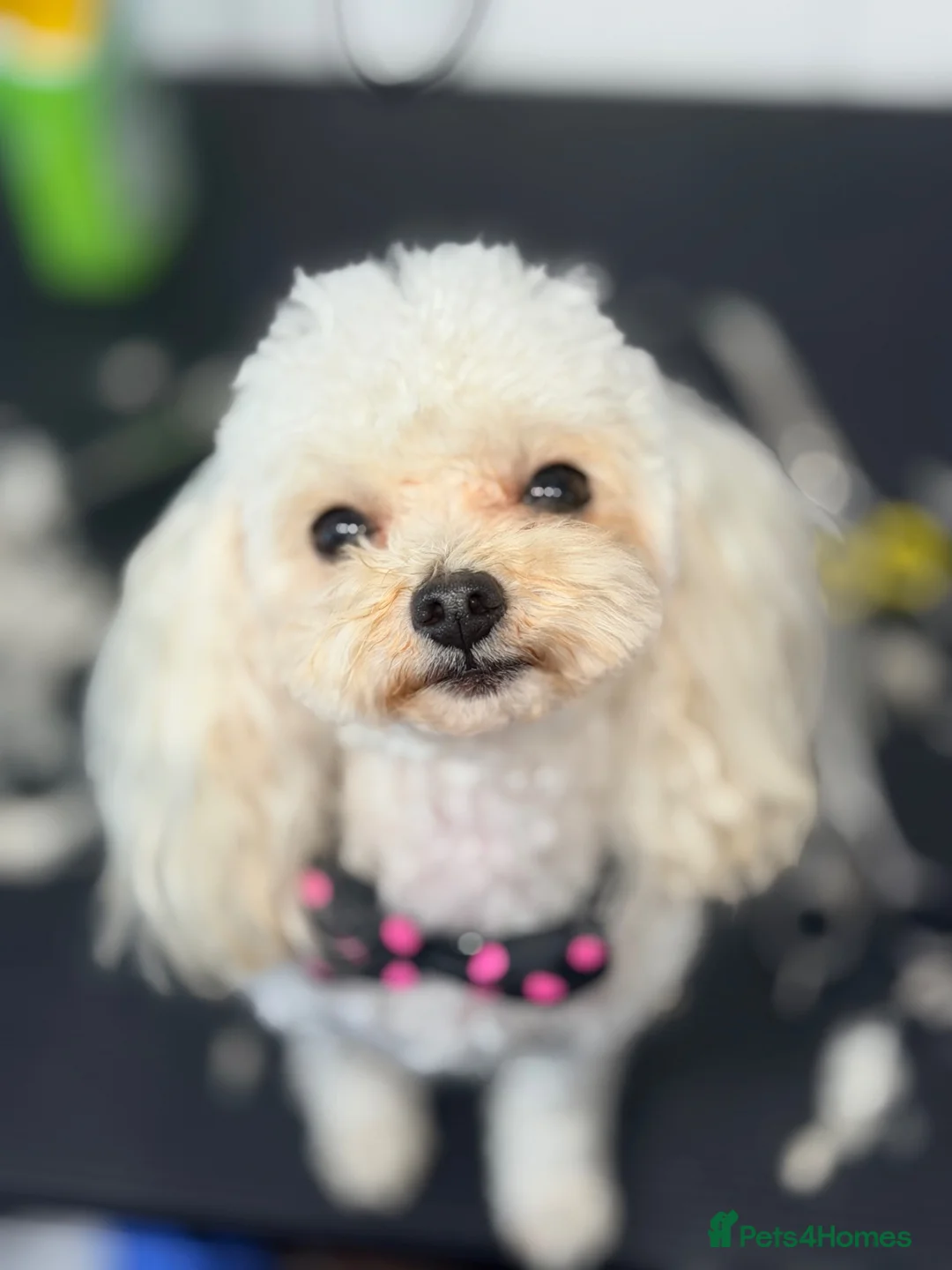 Toy Poodle dogs for stud: Asian Toy Poodle for Stud - Advert 2