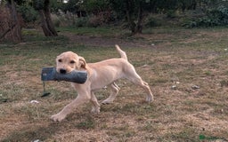 Labrador Retriever dogs for sale: Smart mixed colour labrador litter, HEALTH TESTED - Image 13