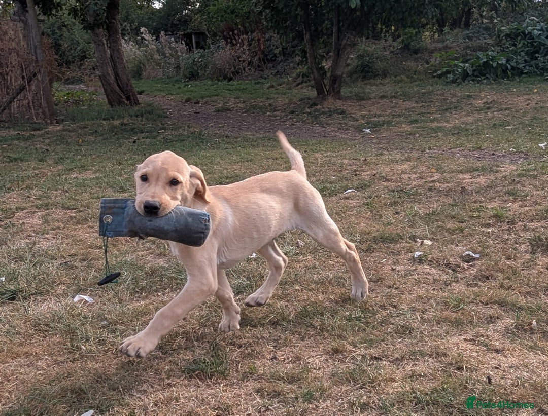 Labrador Retriever dogs for sale: Smart mixed colour labrador litter, HEALTH TESTED - Image 13
