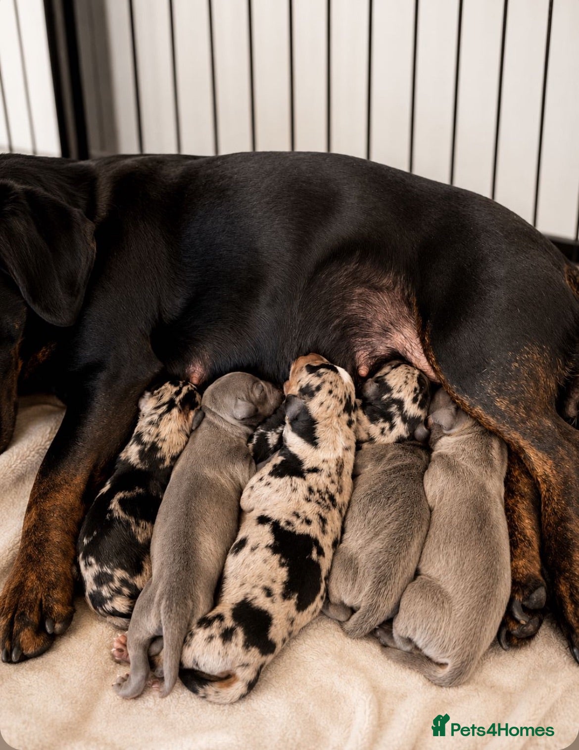 Dachshund dogs DACHSHUND PUPPIES  - Advert 5