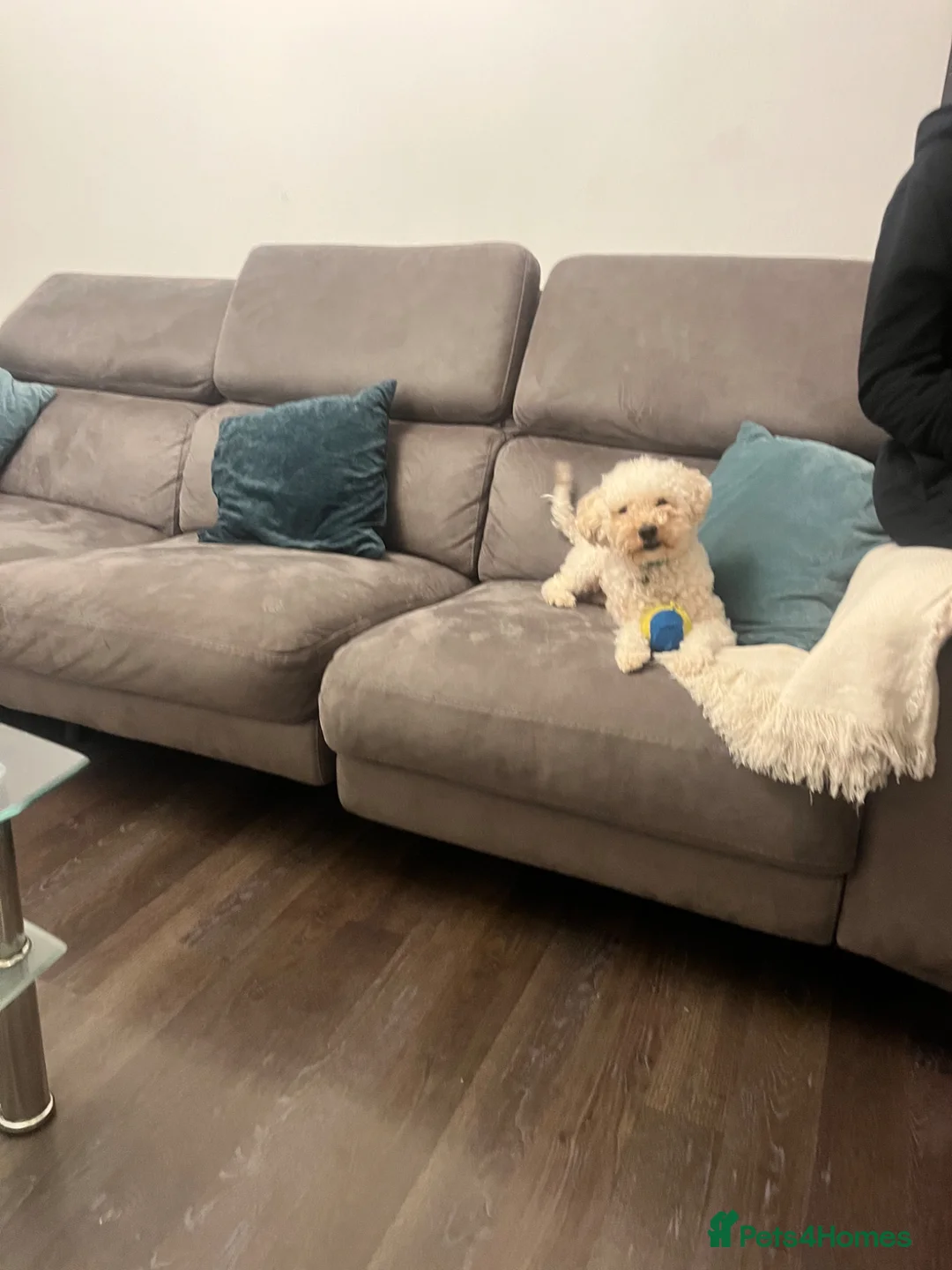 Toy Poodle dogs for sale: Beautiful 2-Year-Old Toy Poodle (price negotiable) - Advert 2