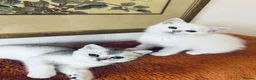 Scottish Fold cats for sale: BEAUTIFUL GIRLS LOOKING FOR FOREVER HOMES - Advert 19